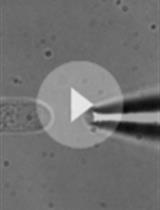 Measuring Extracellular Proton and Anionic Fluxes in Arabidopsis Pollen Tubes