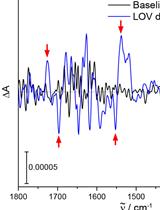 Resolving Structural Changes of Photoreceptors in Living  Escherichia coli via In-cell Infrared Difference Spectroscopy