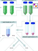 Plant ARGONAUTE Protein Immunopurification  for Pathogen Cross Kingdom Small RNA Analysis