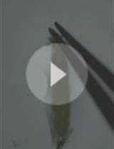 Immuno-electrophysiology on Neuromuscular Junctions of Drosophila Third Instar Larva