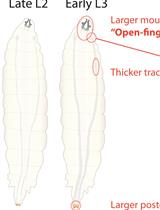 Ecdysone Quantification from Whole Body Samples of Drosophila melanogaster Larvae