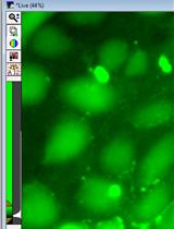 用羧荧光素染料上染率测定培养细胞中连接蛋白介导的半通道活性