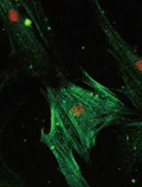 Generation of the Compression-induced Dedifferentiated Adipocytes (CiDAs) Using Hypertonic Medium