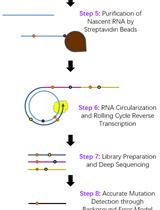 EmPC-seq: 使用精确的RNA测序和生物信息学平台绘制RNA聚合酶并消除背景错误