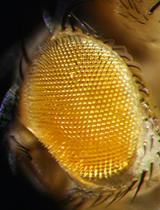 Molecular and Phenotypic Characterization Following RNAi Mediated Knockdown in <em>Drosophila</em>