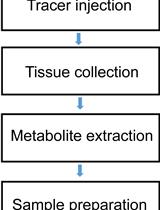 Tracing Nitrogen Metabolism in Mouse Tissues with Gas Chromatography-Mass Spectrometry 