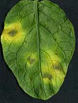 Phytophthora infestans (Late blight) Infection Assay in a Detached Leaf of Potato