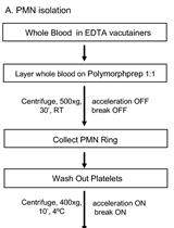 An Imaging Flow Cytometry Method to Measure Citrullination of H4 Histone as a Read-out for Neutrophil Extracellular Traps Formation