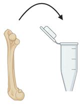 小鼠单核细胞和巨噬细胞培养