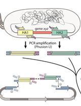 Rapid Genome Engineering of <em>Pseudomonas</em> Assisted by Fluorescent Markers and Tractable Curing of Plasmids
