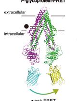 Live Cell FRET Analysis of the Conformational Changes of Human P-glycoprotein
