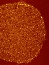 Trypanosomatid, fluorescence-based in vitro U-insertion/U-deletion RNA-editing (FIDE)