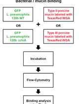 Assay for Assessing Mucin Binding to Bacteria and Bacterial Proteins
