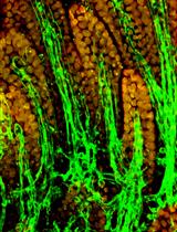 Live Intravital Intestine with Blood Flow Visualization in Neonatal Mice Using Two-photon Laser Scanning Microscopy