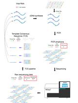 Primer ID Next-Generation Sequencing for the Analysis of a Broad Spectrum Antiviral Induced Transition Mutations and Errors Rates in a Coronavirus Genome 