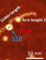 Characterize the Interaction of the DNA Helicase PriA with the Stalled DNA Replication Fork Using Atomic Force Microscopy