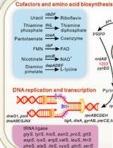 确定突变体文库测序(DML-Seq)用于鉴定的条件必需基因