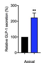 Intestinal Co-culture System to Study TGR5 Agonism and Gut Restriction