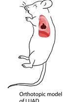 肺腺癌原位同源模型的制备及聚恶唑啉化疗和免疫治疗药物抗肿瘤疗效的测定