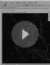 Investigate Synaptic Vesicles Mobility in Neuronal Culture Axons by FRAP Imaging