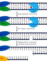Real-time Base Excision Repair Assay to Measure the Activity of the 8-oxoguanine DNA Glycosylase 1 in Isolated Mitochondria of Human Skin Fibroblasts