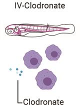 Liposomal Clodronate-mediated Macrophage Depletion in the Zebrafish Model