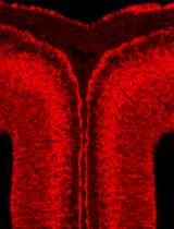 Ligand and Carbohydrate Engagement (LACE) Assay and Fluorescence Quantification on Murine Neural Tissue