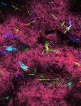 Multilayered Fabrication Assembly Technique to Engineer a Corneal Stromal Equivalent