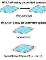 比色RT-LAMP和LAMP测序检测临床样本中SARS-CoV-2 RNA