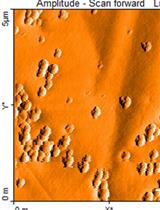 Atomic Force Microscopy to Characterize Ginger Lipid-Derived Nanoparticles (GLDNP)