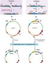 A Novel Method to Construct Binary CRISPR Vectors for Plant Transformation by Single Round of PCR Amplification