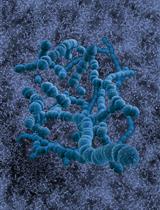 A Potent Vaccine Delivery System