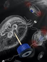 开发的生物合成机器人水母在室内和室外的自由游泳测试