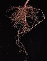 Measurements of Root Colonized Bacteria Species