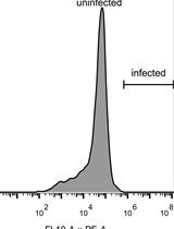 Expression and Purification of the Human Cation-chloride Cotransporter KCC1 from HEK293F Cells for Structural Studies