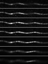 Imaging Microtubules in vitro at High Resolution while Preserving their Structure