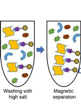 In vitro Reconstitution Assays of Arabidopsis 20S Proteasome