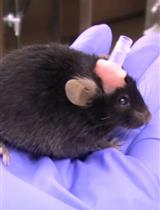 清醒小鼠fMRI的颅成形手术及适应训练