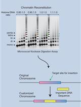 Reconstitution of Chromatin by Stepwise Salt Dialysis