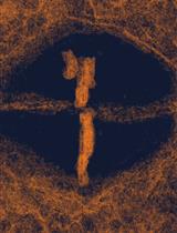 A Workflow for High-pressure Freezing and Freeze Substitution of the Caenorhabditis elegans Embryo for Ultrastructural Analysis by Conventional and Volume Electron Microscopy