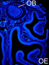 Single or Repeated Ablation of Mouse Olfactory Epithelium by Methimazole