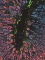 Production of Phenotypically Uniform Human Cerebral Organoids from Pluripotent Stem Cells