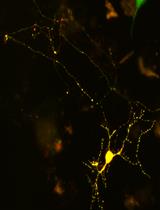 Transfection and Activation of CofActor, a Light and Stress Gated Optogenetic Tool, in Primary Hippocampal Neuron Cultures 