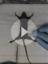 A Robust Mammary Organoid System to Model Lactation and Involution-like Processes