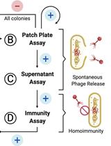Screening for Lysogen Activity in Therapeutically Relevant Bacteriophages