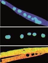 AIMTOR, a BRET Biosensor for Live Recording of mTOR Activity in Cell Populations and Single Cells