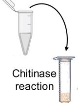 Chromatographic Assays for the Enzymatic Degradation of Chitin