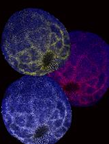 Age, Wound Size and Position of Injury – Dependent Vascular Regeneration Assay in Growing Leaves