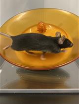 Activity-based Anorexia for Modeling Vulnerability and Resilience in Mice
