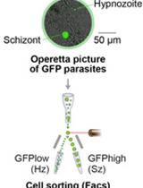 Isolation of GFP-expressing Malarial Hypnozoites by Flow Cytometry Cell Sorting